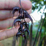 Dendrobium strongylanthum fma.  black sp.