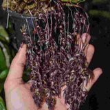 Dendrobium strongylanthum fma.  black sp.