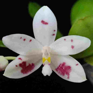 Phalaenopsis speciosa spot sp.