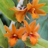 Dendrobium crocatum sp.