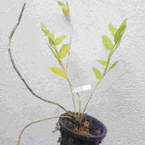Dendrobium crocatum sp.