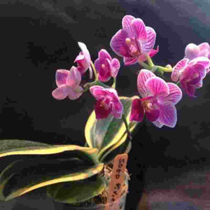 Phalaenopsis Sogo Vivien Variegated 