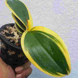 Phalaenopsis Sogo Vivien Variegated 