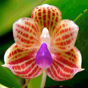 Phalaenopsis javanica sp.