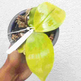 Phalaenopsis javanica sp.