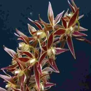 Macradenia multiflora sp.