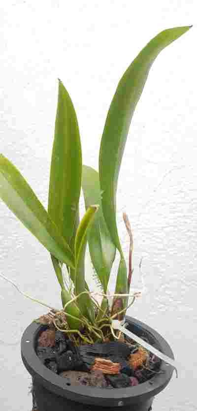 Macradenia multiflora sp. EXOTICA ORCHIDS