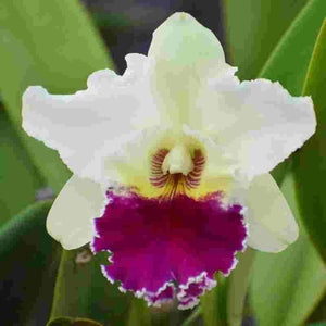 Rlc. Ann Joi