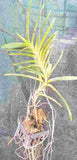 Renanthera Philippinensis X Ascd. Miniatum