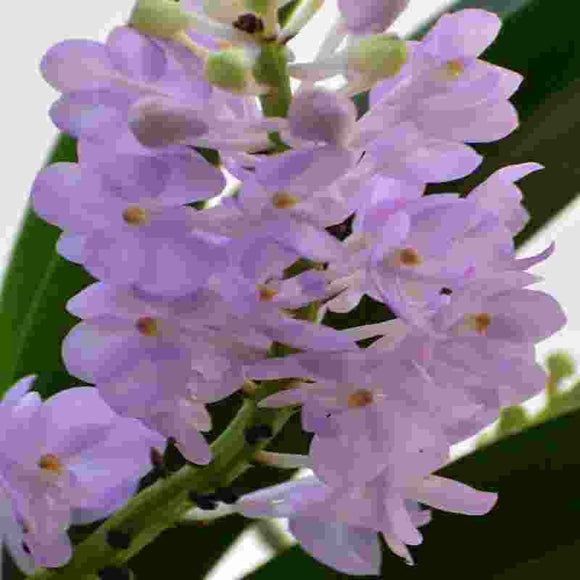 Vascostylos Lilac Blossom