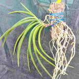 Rhynchodenia Magic Wand 