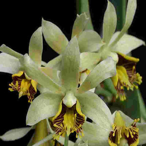 Dendrobium venustum sp.