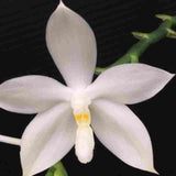 Phalaenopsis tetraspis fma. alba sp.