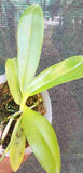 Phalaenopsis tetraspis fma. alba sp.