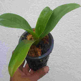 Phalaenopsis equestris fma. coerulea sp.
