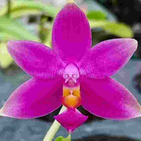 Phalaenopsis violacea var. sumatrana  