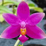 Phalaenopsis violacea var. sumatrana  "Montclair'