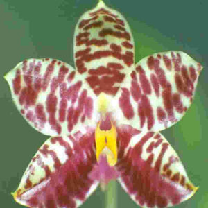 Phalaenopsis Cherry Spot (Pulchra X Bellina)
