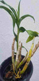 Dendrobium formosum thai sp.