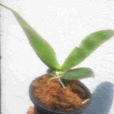 Phalaenopsis bellina fma. alba