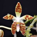 Phalaenopsis sumatrana sp.(Tripple Head)