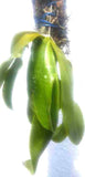 Phalaenopsis sumatrana sp.(Tripple Head)