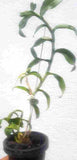 Dendrobium anosmum ‘A Touch of Class’