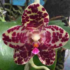 Phalaenopsis gigantea- MS