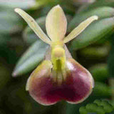 Epidendrum propax sp.
