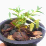 Epidendrum propax sp.