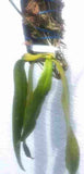 Phalaenopsis sumatrana spp.