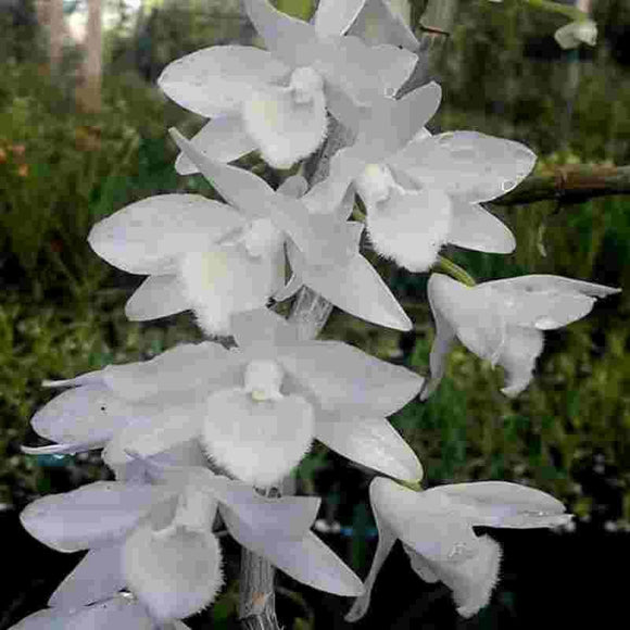 Dendrobium Nestor fma. Alba
