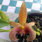 Bulbophyllum lobbii ‘Select’