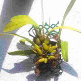 Bulbophyllum lobbii ‘Select’