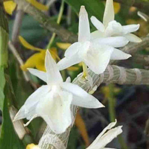 Dendrobium cretaceum fma. alba sp.