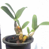Dendrobium trigonopus sp.
