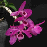 Dendrobium parishii ‘Select’