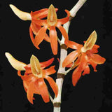 Dendrobium unicum sp.