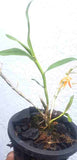 Dendrobium unicum sp.