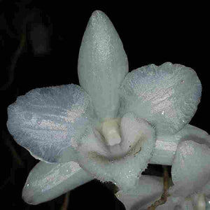 Dendrobium parishii fma. alba 4N