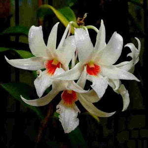 Dendrobium christyanum sp.
