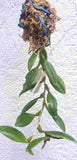 Bulbophyllum haniffii sp.