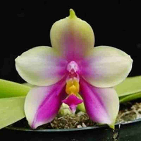 Phalaenopsis bellina fma. ‘Ponkan’- AM/AOS