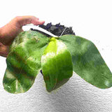 Phalaenopsis bellina fma. ‘Ponkan’- AM-AOS