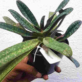 Paphiopedilium Wellesleyanum  (Bushy Plants)