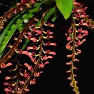 Bulbophyllum falcatum var. red