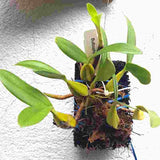 Bulbophyllum falcatum var. red