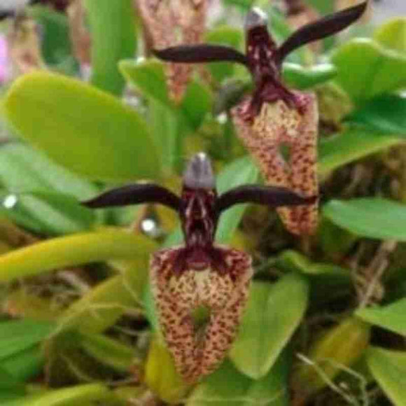 Bulbophyllum laschiochiulm var. black