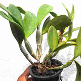Cattleya violacea var. semi alba - AM - AOS