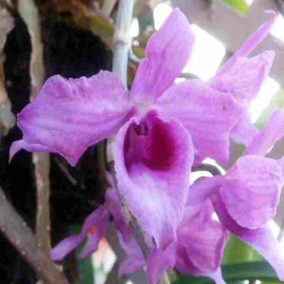 Dendrobium anosmum var. superbum sp.